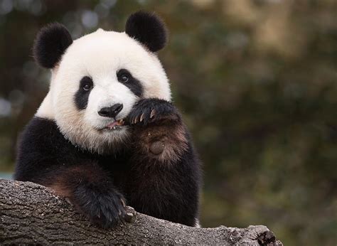 Bired panda - Explore creative wonders: viral stories, stunning art, ingenious life hacks!